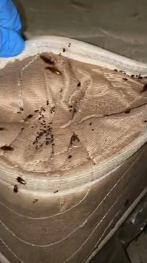 Roach 🪳 infested bed a house I had to clean out ! #roaches #horrorstory #crazy #sad #bugs