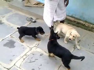 German Shepherd Labrador and Rottweiler