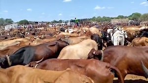 Abalimi abanengi eMatabeleland bathi kabasamukeli iZimbabwe Gold (ZiG) yalabo abathenga inkomo ngoba kabayithembi imali le. | VOA Ndebele