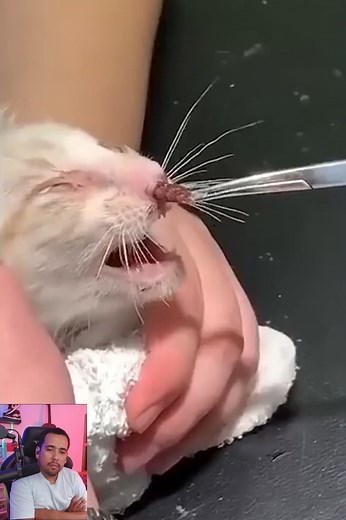 Reacts to Cuterebra Removal Inside A Tiny Kitten's Nose #SummerSlam #WWERaw #Minho #coldplay #FacebookReelsContest | Fun Hun 44