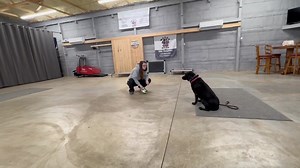 1.9K views · 56 reactions | Charley working on her sit stay with loud noises as a distraction. #balancedtrainer #marylanddogtrainer #mdk9 #dogtrainer #localdogtrainer #mdk9training #dogboardandtrain #mdk9boarding | Mason Dixon K9 | Facebook
