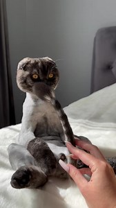 223K views · 3.7K reactions | mèo kiểu: này là đuôi cua tao hả sen  | PET KỈ NIỆM | Facebook