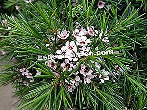 Geraldton、Wax、Chamelaucium Uncinatumのワックス花：栽培 🌿 すべてのガーデニングや庭のデザインについて - 2025