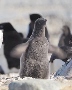 Ready for take-off 🛫 Adélie penguin chick flapping its flippers_🇦🇶 Inexpressible Island #fyp | Maan Lls