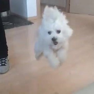 11K views · 287 reactions | Flying Dog aka #Tasha :))) | Fly Project | Facebook