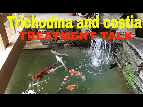 Trichodina and costia treatment for koi.