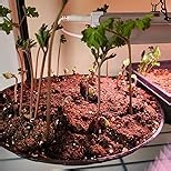 Eden Brothers Anemone Bulbs - Adeline's Mix