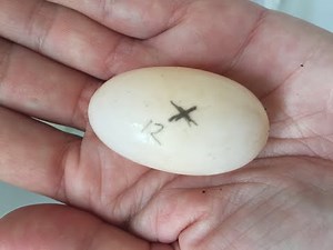 How To Incubate A Tortoise Egg