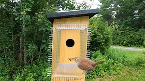 Spider for breakfast House Wren | Critter Cam