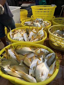 [Hot Item] Frozen Golden Pompano High Quality Frozen Golden Pomfret Fish