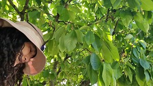 Looking after our cherry tree: We have a mild infestation of cherry aphids. | Shirley Ann Carandang