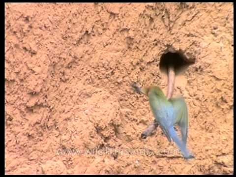 Bee-eater catches prey from its perch...