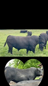 #donaumoosangus #aberdeenanguscattle #genomics #marbeling #haltungsstufe #metzgerqualität #beef @donaumoosangus BREEDERS 2025 | Bernhard Delle