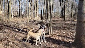 🐾🐾Happy, happy, happy adoptable husky boy Rocky James🐾🐾 Does your confident, silly, playful, female dog need a super fun and derpy furbro? If so, you should come meet Rocky James! He's such a well-rounded good boy💙 He is energetic, active, and is an avid outdoors-pup. But he also loves a quiet room where he can spend enrichment time calmly sniffing through snufflemats. So, if you are someone who loves to be outside in nature and loves exercise but also likes chill downtime, Rocky James woul