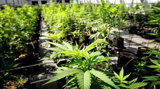 Legalizing marijuana in Ohio: Debate of impact on criminal justice reform