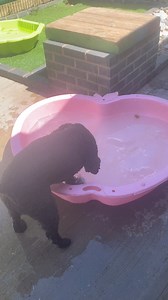 In The Dog House Solihull, DOG HOUSE on Reels | Facebook