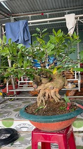 10K views · 166 reactions | Ngộ | Lê Thảo Bonsai Garden | Facebook