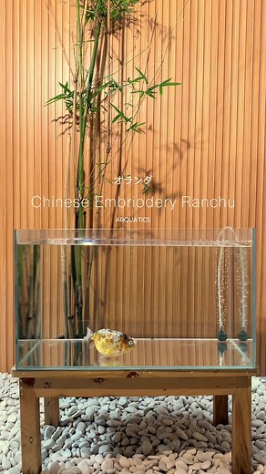 Rare Pattern Goldfish Showcase