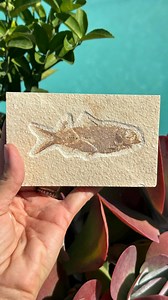 Authentic Knightia Fish Fossil: Wyoming Green River Formation, Eocene Epoch - Etsy