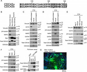 Serum No Serial Key Splice