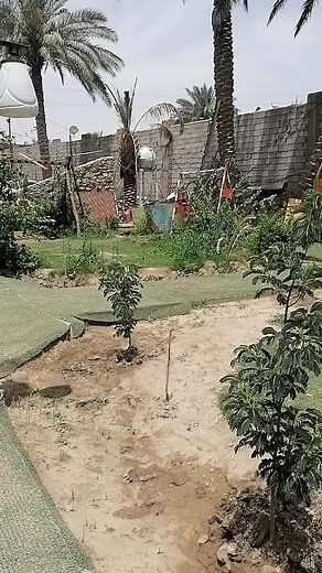 Beautiful Garden Showcase with Palm Trees and Flowers