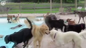 2.5K views · 51 reactions | La alberca ideal ¡Pool party canina! | Código Verde MX | Facebook