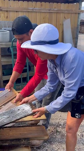 #plantlover #indoorplants #succulentsbox #cacti #succulent #houseplants #fyp | Daily Green