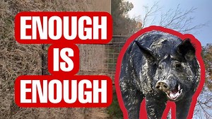 Let’s get these hogs | Shirtless Jake's Homestead