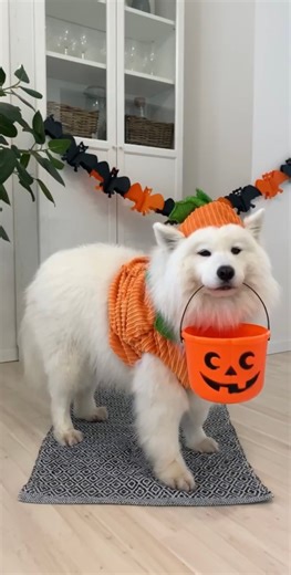 Some Halloween costume inspo✨🎃 🎥: @mayapolarbear #Halloween2023 #pawTreehalloween #pawTreeFamily #petPro #HappyHalloween #HalloweenCostumes #CostumeContest | pawTree