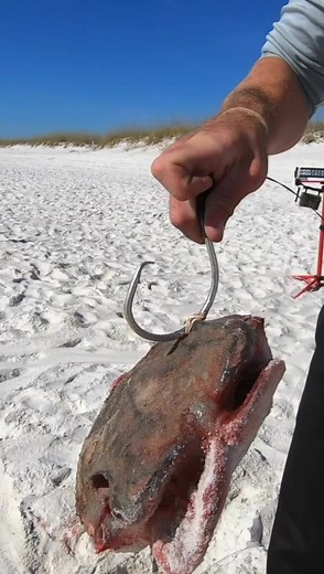 Beach Tug O War with 600lb giant! #fishing #fishinglife #saltwaterfishing #fish | Bearded Brad