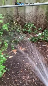 Applying more concentrated nematodes for our flea problem. These two varieties go after the adult fleas and flea larvae. https://amzn.to/44A3uxZ #affiliate #onelesspesticide @NaturesGoodGuys | Floppycats