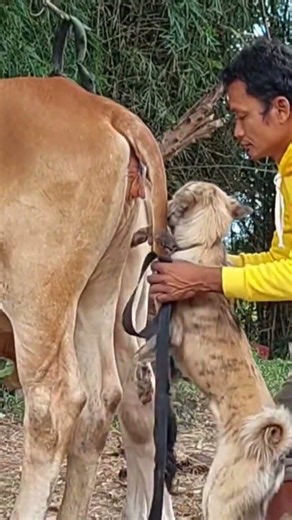 Bringing dogs, breeding with cows, increasing new jobs