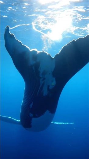 Don't Make THIS Mistake When Filming Whale Tails Underwater