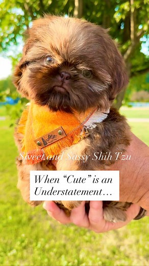 Root Beer’s got it all — dashing good looks, a personality that sparkles, and those stunning green eyes you can’t help but fall for. 💚🐾 He’s the perfect mix of sweetness and sass, and he deserves nothing but the very best! 🥤✨ 🐾 Link in Bio 🐾 #SweetAndSassyShihTzu #GreenEyedBoy #FullPackagePup #SweetAndSassyCharm #RootBeerLove #PuppyGoals #TooCuteToHandle #livershihtzu #GreenEyedHeartbreaker #TotalPackagePup #shihtzulife #GreenEyedCutie #IrresistibleCharm #SweetAndSassyStyle #shihtzupuppy #p