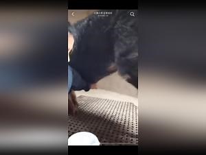 asian pig fuck hardcore