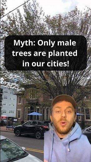 Do we really only plant MALE TREES in our cities? #trees