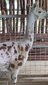 Llamas and alpacas have soft pads on the bottom of their feet, split into two toes. Each toe has a nail and if not on hard, rocky ground, the toenail can grow out and need to be trimmed. The pad on their feet can also work to cool them off. Camelids often stand in water. As the blood circulates through their legs, the water draws out the heat, sending cooler blood to the rest of the body. 🤘🏻 #llama #alpaca #hooftrimming | Right Choice Shearing