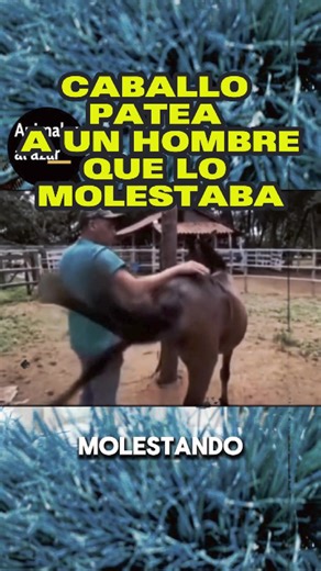Caballo patea a un hombre que lo molestaba #caballos #hombres #animales #animalesgraciosos | Animales al azar