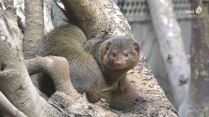 Süß, süßer, Zwergmangusten! 😍 Den beiden Räubern Semmel und Brösel könnten wir stundenlang beim Spielen und Toben zusehen. Ihr auch? Dann ab ins Raubtierhaus. 📍 | Zoo Berlin