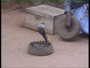 COBRA AND ANACONDA (my choice)