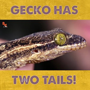 33K views · 203 reactions | Coyote meets a gecko that has not one but TWO tails! | Coyote Peterson | Facebook