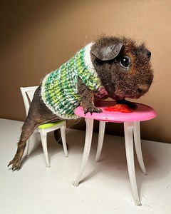 Green and white mottled Guinea pig sweater