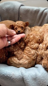 80K views · 2.3K reactions | Red Toy Poodle 4-Week Update #toypoodle #reels | X-Designer Breeds | Facebook
