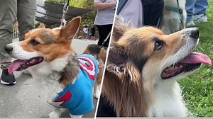 Corgi Con takes over Alameda County Fairgrounds in Pleasanton