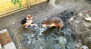 19K views · 278 reactions | YOU GO BABE! A 500-pound pig who was...