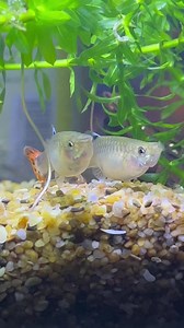 Parásito Camallanus en peces Guppy, Bettas entre otros ! ¿Ya los revisaste? 😳🪱🐠 #pezbetta #guppys #peces #pecestropicales | BettaVersol