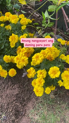 Paru-paru sa garden and dami #butterfly #flowerlovers #HKOfw #foryoupageシ | Gem Vlog