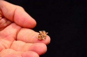 El nuevo robot Origami que cabe en la mano, camina, nada y se degrada