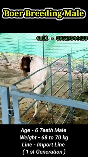 Boer Breeding Male 🤙 09527544433 #boergoatindia #boergoatlovers #boercrossgoat #boergoatfarming #boergoats #ExcelAgroServices #excelgenetics | Excel Agro services