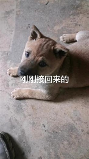 大花舌小母，尾巴四正，硬梆梆，